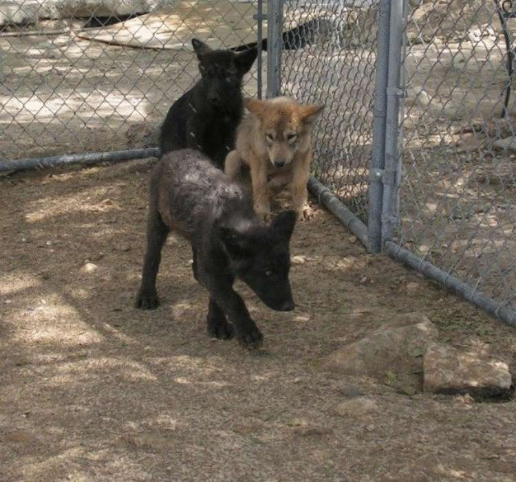Женщина спасла трёх щенков волка. Теперь это взрослые гордые животные