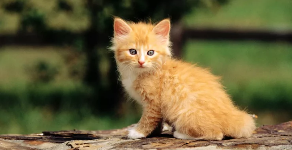 Рыжий кот — к богатству: пара вытащила из мусорного бака котенка и получила целое состояние