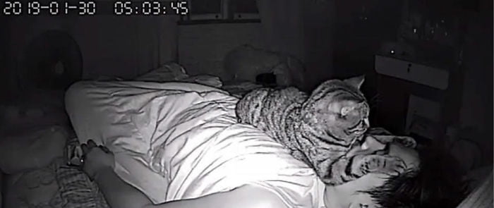 Парень установил в спальне скрытую камеру и узнал, как кот относится к нему по ночам