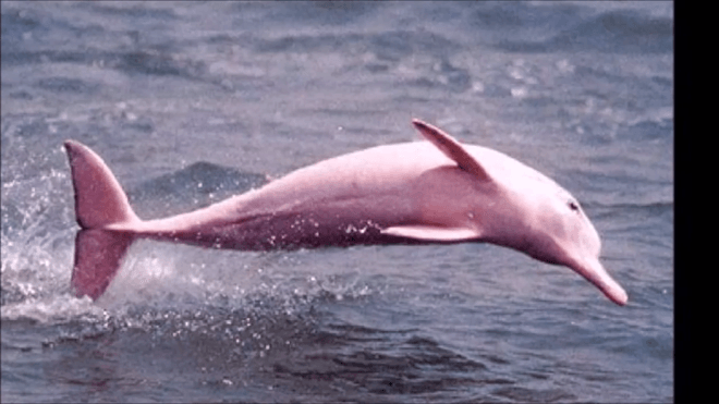 Вы когда-нибудь видели розового дельфина? А он есть!