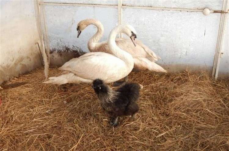 Людмила приютила стаю лебедей на зимовку, она спасла их