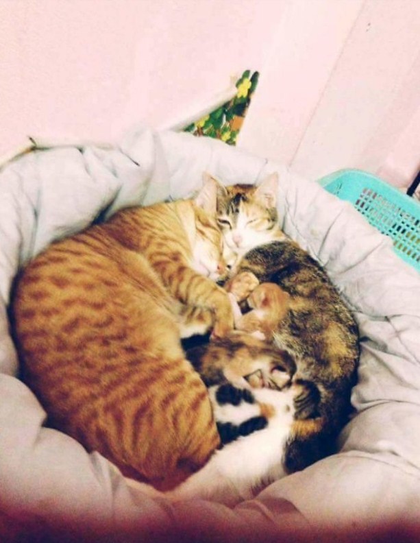 Кот покорил миллионы сердец, поддержав свою кошечку во время родов!