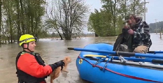 «Усатый пловец»: зачем во время наводнения кот пытался улизнуть от спасателей