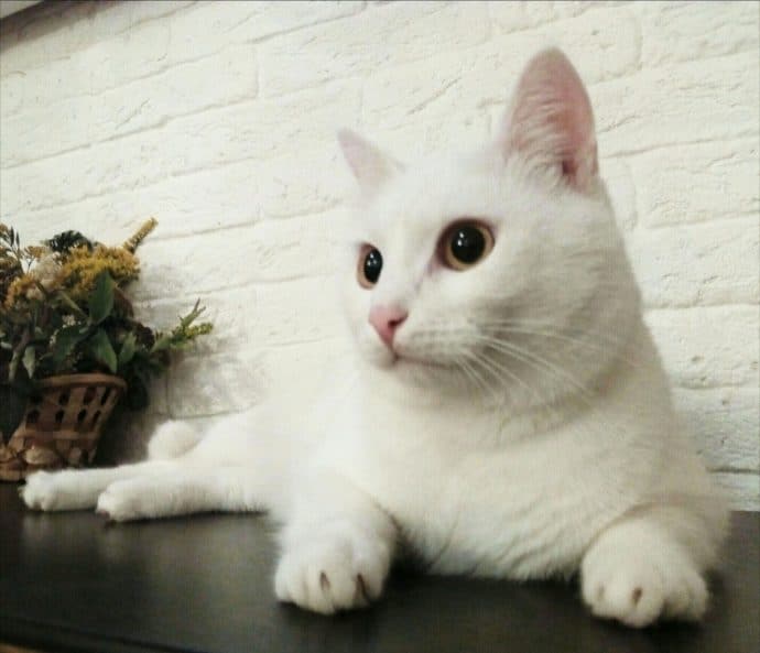 Любовь к брошенному котенку “победила” аллергию: спасительница не смогла отдать его в приют