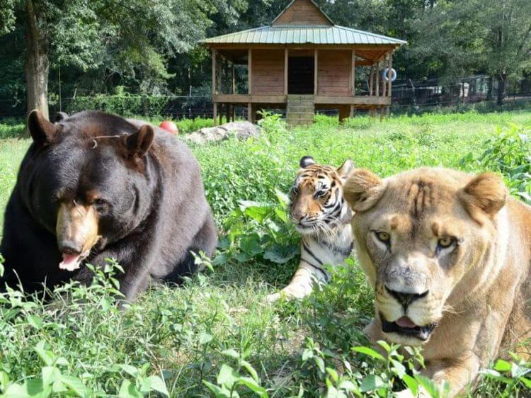 Лев, тигр и медведь — лучшие друзья вот уже 15 лет. Их трагическая история покорила весь Мир!