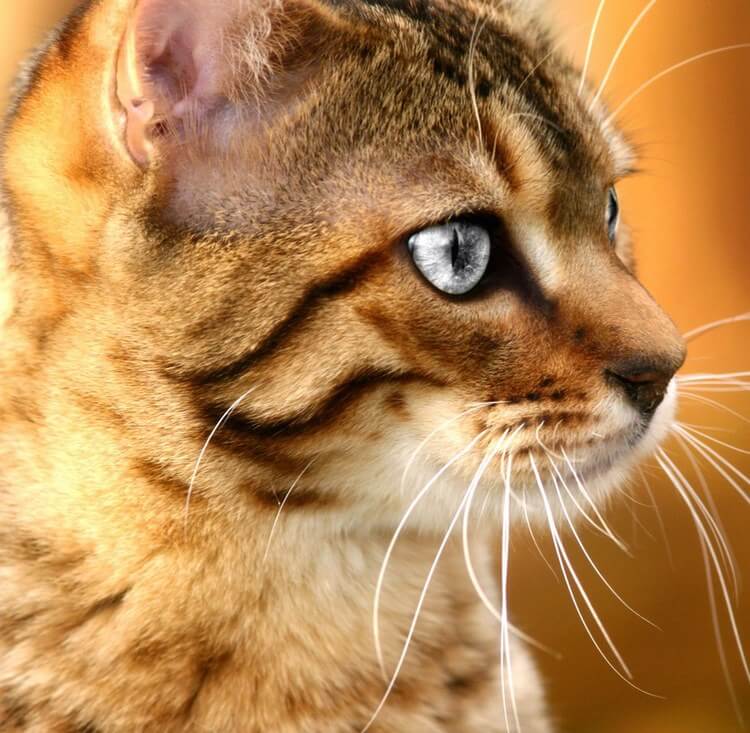 Коты реально защищают дом от злых духов и негативной энергии! Вот почему