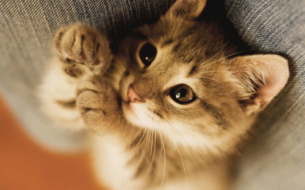 Минусы жизни кошки в квартире: как их обойти