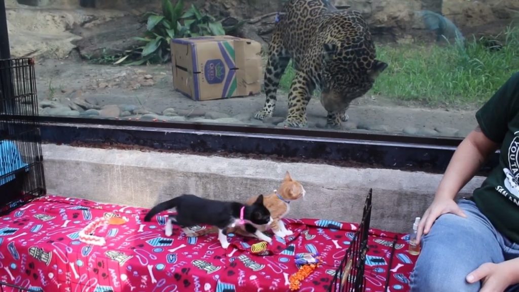 В зоопарк привели собак и котят из приюта, чтобы познакомить их с местными животными. И их встреча — мимими!