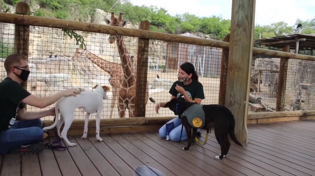 В зоопарк привели собак и котят из приюта, чтобы познакомить их с местными животными. И их встреча — мимими!