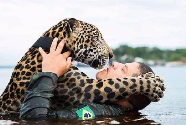 Солдаты спасли ягуара, а в ответ он обнял их, как простой домашний кот