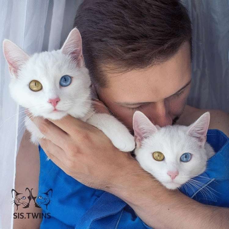 Природа наградила беспородных кошек-близняшек невероятными глазами, и они покоряют всех и каждого