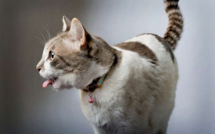 Лучшая щётка: учёные раскрыли секреты кошачьего языка и создали его искусственный аналог