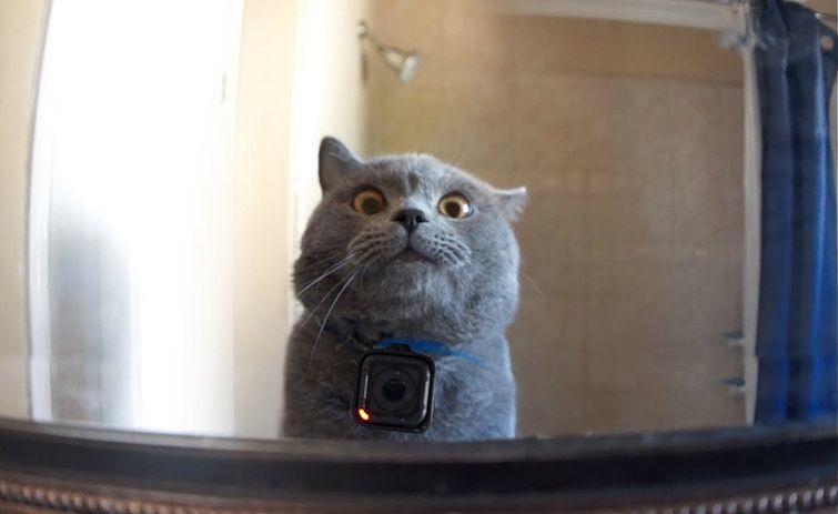 Учёные повесили камеры на ошейники кошек и выяснили, как ведут себя пушистые, когда рядом нет людей