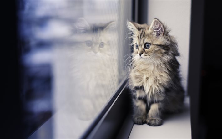 Почему кошки приходят в чужой дом — причины и приметы