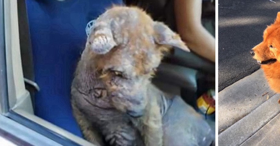 Только посмотрите, в какого красавца превратился щенок, которого женщина нашла под машиной