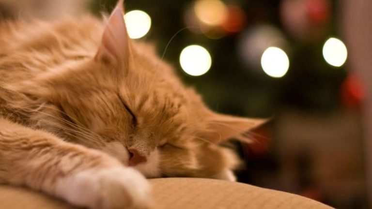Особенности кошачьего сна