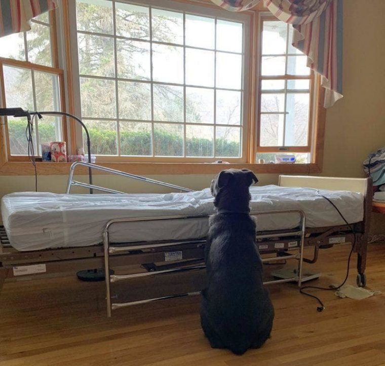Преданный пес ждал хозяина у больничной койки, не понимая, что того уже нет в живых