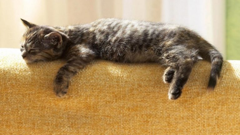 Особенности кошачьего сна
