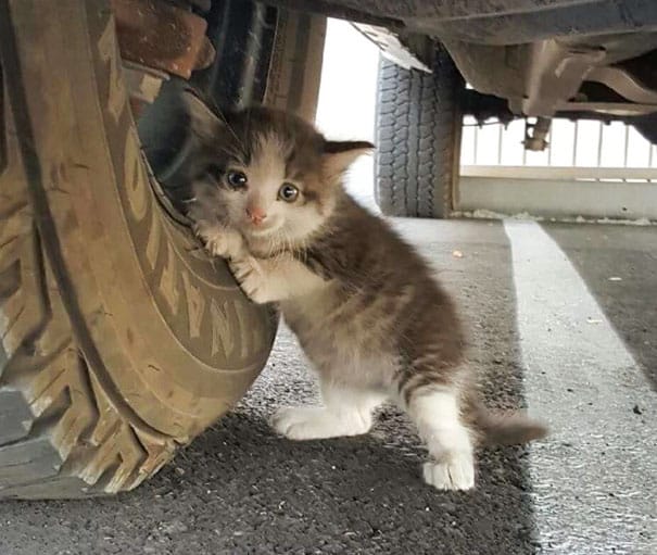 Мой муж нашел испуганного котенка под грузовиком и не смог сказать ему «Нет»!