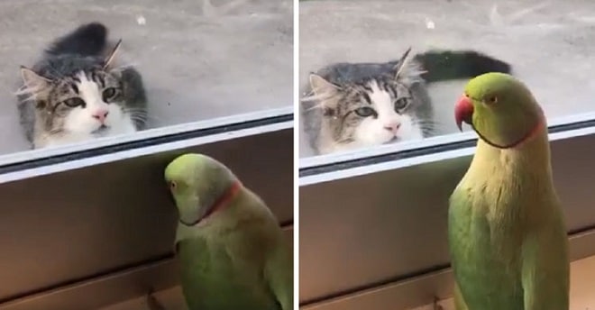 Увидев перед дверью кота, попугай решил подразнить его
