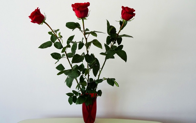 Из вазы прямо в клумбу – 3 простых способа укоренить розу
