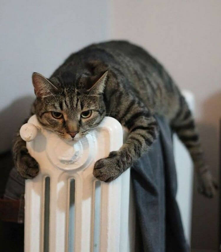 24 фотографий котов, которые любят тепло больше всего на свете