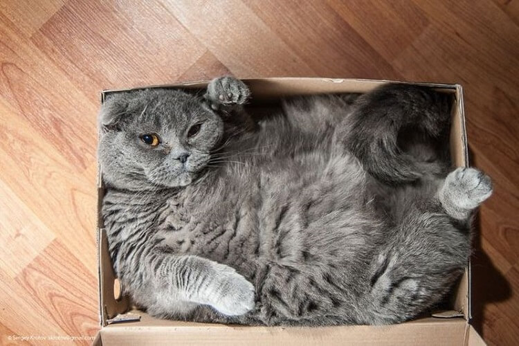 15 фото котов, которые не поддаются логическому объяснению