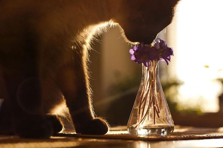 15 умилительных фотографий животных, изучающих запахи цветов