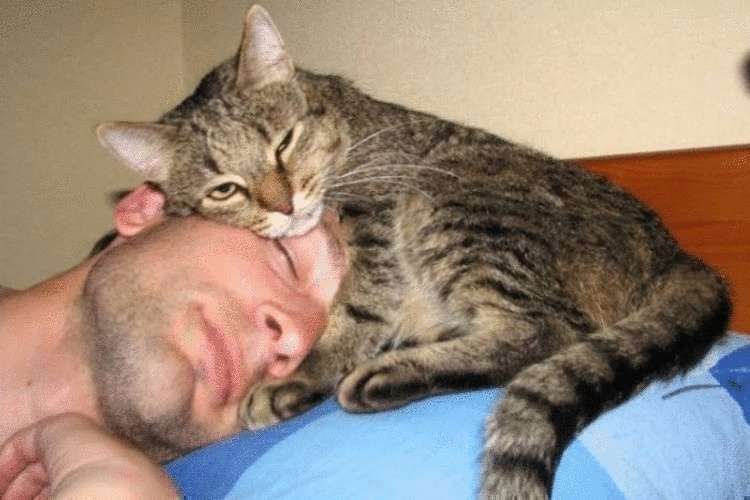 Можно ли котейке спать в вашей постели?