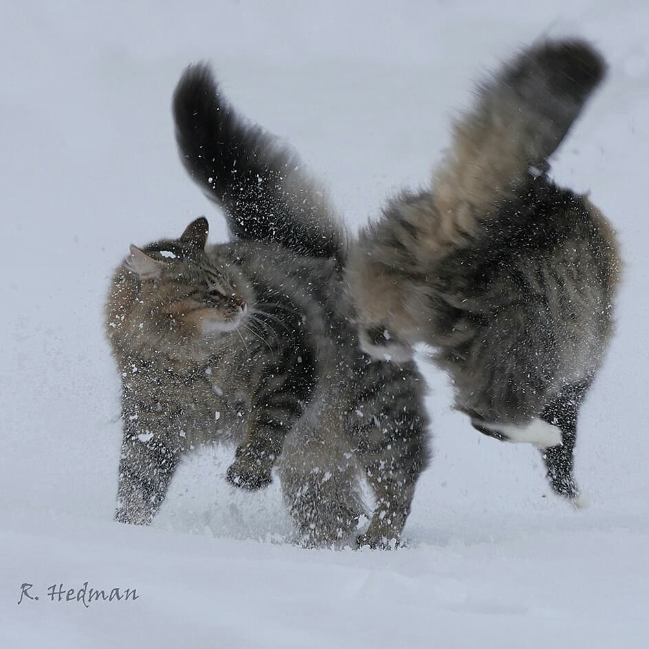 Подборка фотографий сказочно красивых сибирских котиков