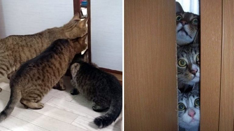15 фото, на которых запечатлено кошачье любопытство
