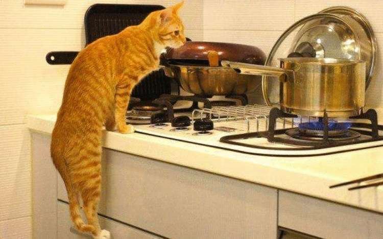 30 доказательств того, что кот всегда в хозяйстве пригодится
