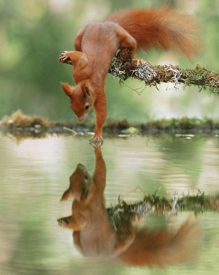 Несколько веселых фото дикой природы от знаменитого австрийского фотографа