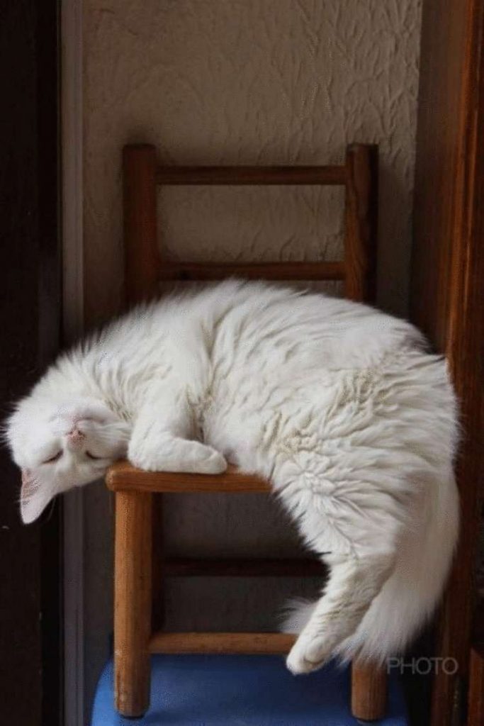 Для сна нет преград: 35 фото котов, которые это доказали