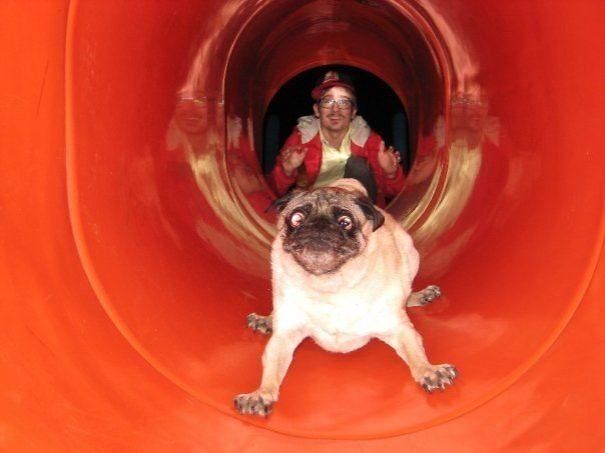 Фотографии нелепых моментов из жизни собак