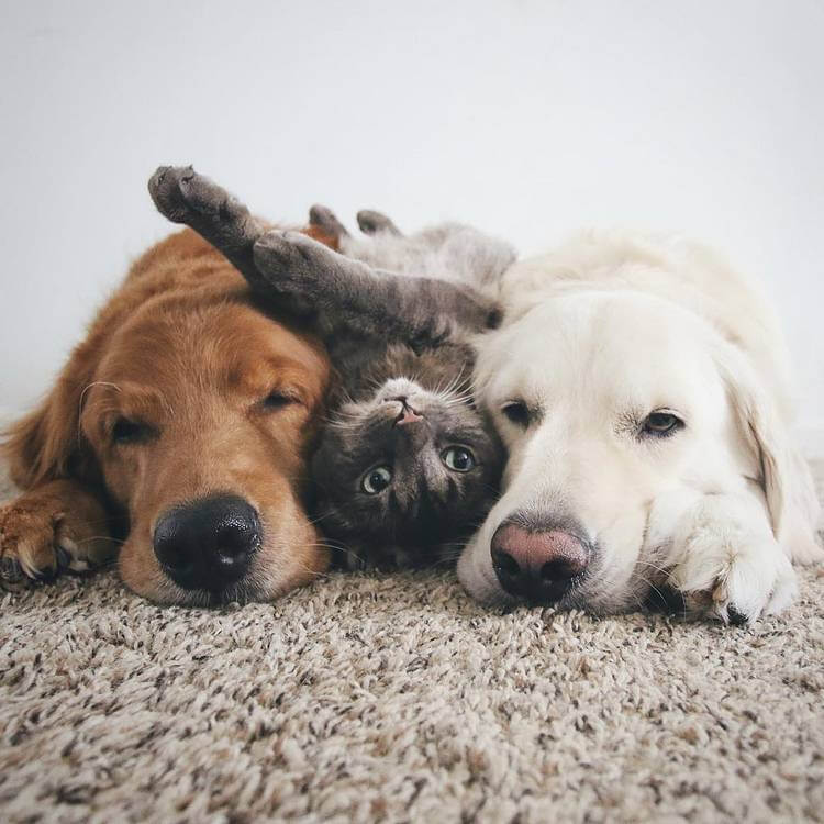 Как кошка с собаками: эти трое закадычных друзей живут в абсолютной гармонии!