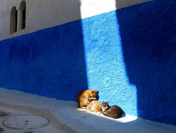 30 котов, которые любят солнце больше всего на свете