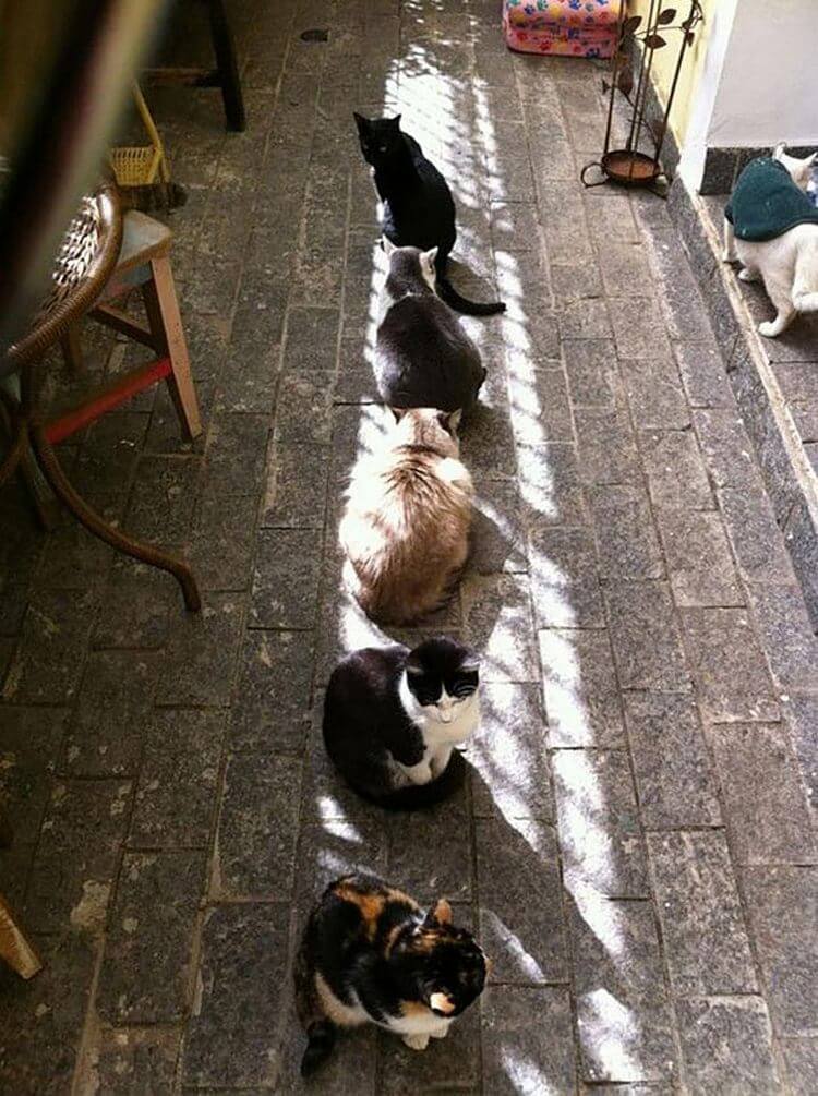 30 котов, которые любят солнце больше всего на свете