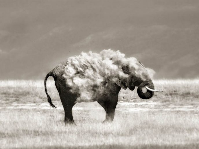 Подборка потрясающих снимков диких животных, сделанных в самый подходящий момент