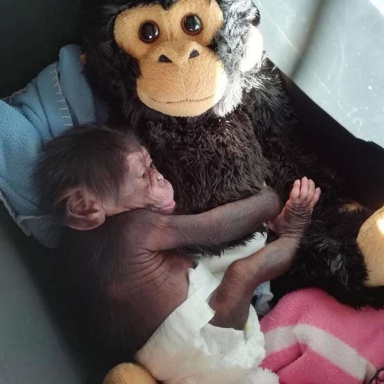 Мягкая игрушка на время заменила брошенному детенышу шимпанзе маму