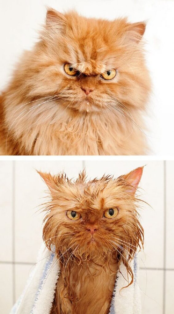 Помытые и оскорблённые: 8 котов, принявших ванну.