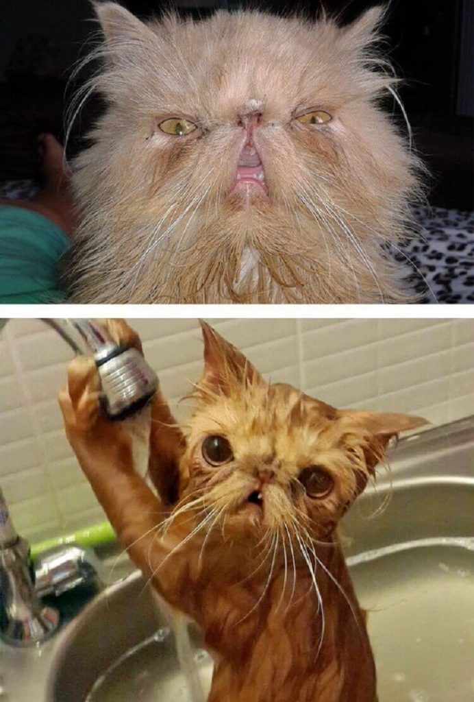 Помытые и оскорблённые: 8 котов, принявших ванну.