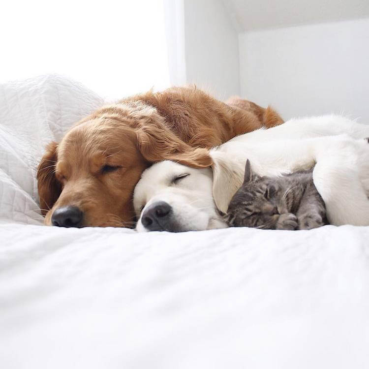 Как кошка с собаками: эти трое закадычных друзей живут в абсолютной гармонии!