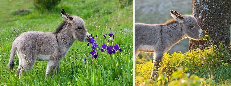 15 умилительных фотографий животных, изучающих запахи цветов