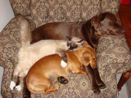 Самые милые спящие собаки. Доза умиления на весь день