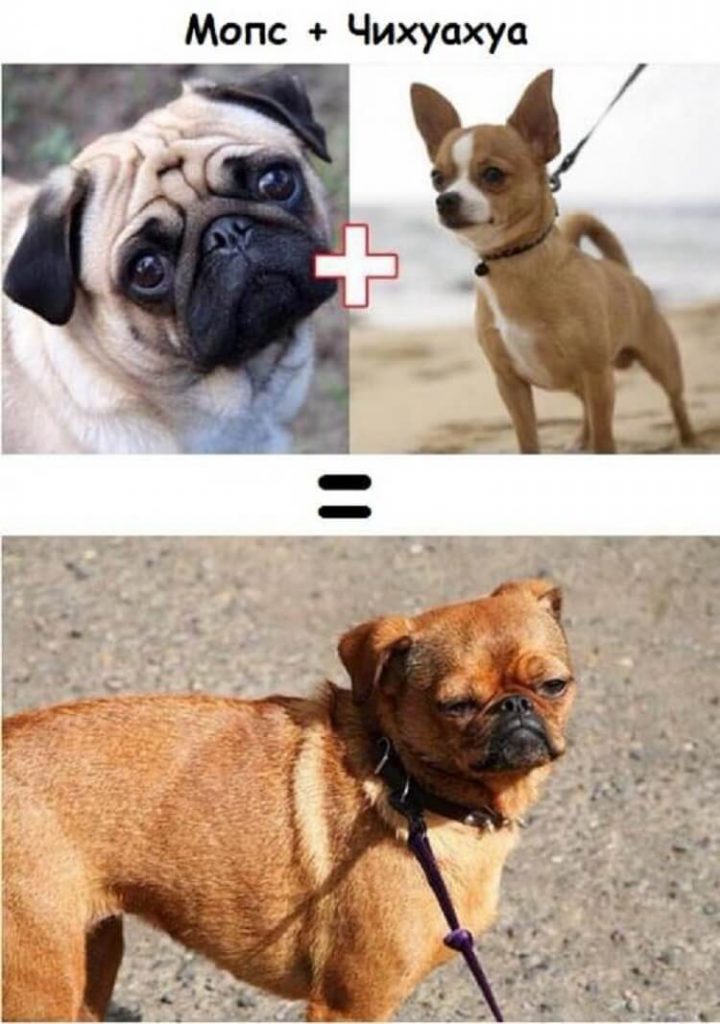 О том, какие щенки получатся у собак разных пород