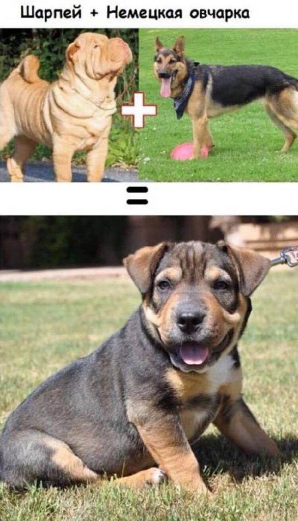 О том, какие щенки получатся у собак разных пород