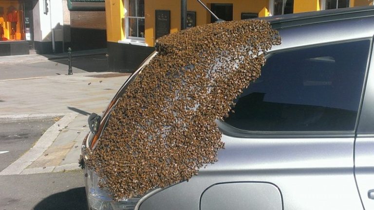 2 Дня Пчелиный Рой Атаковал Машину Этой Женщины. Открыв Багажник, Она Поняла Почему!
