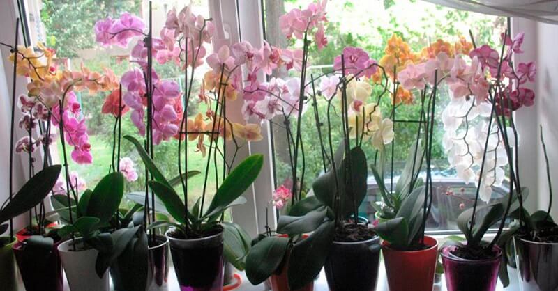 7 важных секретов по уходу за орхидеями, благодаря которым она будет цвести круглый год