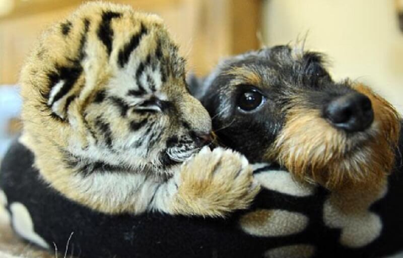 Вы только посмотрите на дружбу тигра и собаки